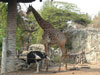 ドゥシット動物園の写真