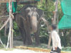 A photo of Maneerat Elephant Tours