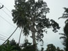 A photo of Big Yang Tree