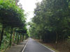 A photo of Toa Sae Road