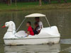 A photo of Swan boat - Chatuchak Park