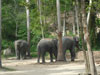 A photo of Koh Phangan Elephant Trekking