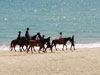A photo of Phuket International Horse Club