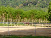 A photo of Phuket Pony Land Horse Riding